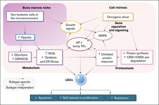 Metabolism, proteostasis, and signaling together regulate the balance of growth, quiescence, and cell survival in LSCs. Both cell-intrinsic (light pink background) and -extrinsic bone marrow niche factors (dark pink background) are able to influence a range of effects on LSCs, contributing to antiapoptotic and drug resistance promoting signaling. Dashed lines indicate mechanisms known to have subtype-specific regulation; solid lines indicate mechanisms for which no subtype-specific regulation known at this time. ER, endoplasmic reticulum; OXPHOS, oxidative phosphorylation.