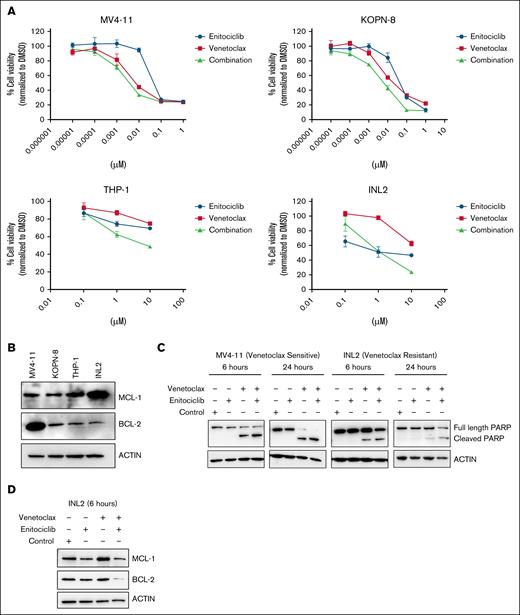 Enitociclib potentiates the cytotoxicity of venetoclax in KMT2A-r leukemia cells. (A) Four KMT2A-r leukemia cell lines were treated with enitociclib, venetoclax, or a combination of both (constant ratios) for 24 hours. (B) Endogenous levels of BCL-2 and MCL-1 are shown in 4 KMT2A-r cell lines. (C) Venetoclax-sensitive (MV4-11) and venetoclax-resistant (INL2) KMT2A-r cell lines were treated with enitociclib (50 nM for MV4-11 and 100 nM for INL2), venetoclax (15 nM for MV4-11 and 5 μM for INL2), or a combination of the 2 drugs for 6 and 24 hours. Levels of cleaved PARP were measured by western blotting. (D) Venetoclax-resistant (INL2) KMT2A-r cell line was treated with enitociclib (100 nM), venetoclax (5 μM), or a combination of the 2 drugs for 6 hours; and protein levels of MCL-1 and BCL-2 were measured by western blotting.
