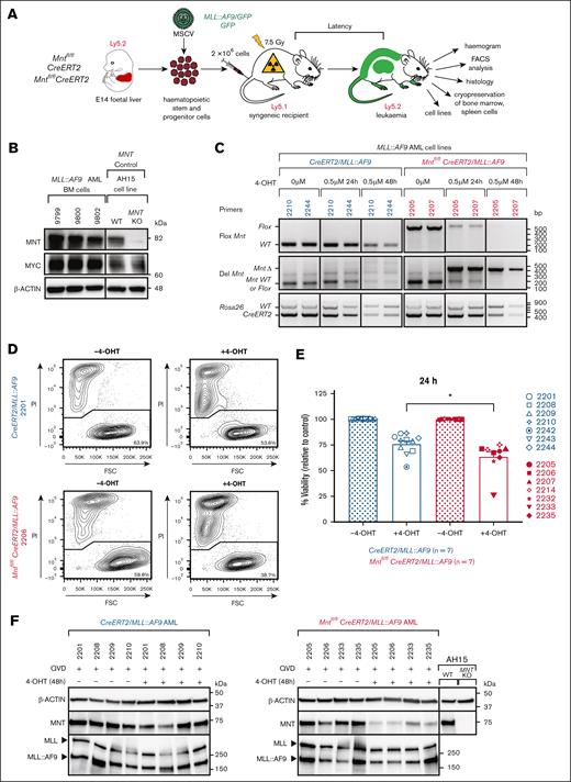 Mnt deletion in vitro promotes the death of MLL::AF9 AML CLs. (A) Protocol. Fetal liver cells containing hemopoietic stem and progenitor cells (HSPCs) from E14 Mntfl/fl, CreERT2 or Mntfl/flCreERT2 embryos (C57BL/6-Ly5.2) were infected with either MLL::AF9/GFP or control GFP MSCV virus and transplanted into sublethally irradiated (7.5 Gy) C57BL/6-Ly5.1 recipients (2 × 106 cells per mouse). Mice that developed leukemia were autopsied, subjected to hemopoietic analysis, and their bone marrow (BM) and spleen cells were cryopreserved. (B) Robust expression of MNT and MYC proteins in BM of exemplar primary (T0) MLL::AF9 AML-bearing mice (identified by number), determined by western blot analysis. AH15 is a control Eμ-Myc lymphoma CL in which Mnt was deleted by CRISPR/Cas9 (C. J. Vandenberg and S. Cory, unpublished data, November 2014). Molecular weight markers (kilodalton) are indicated. The results are representative of independent experiments. (C) Polymerase chain reaction analysis showing the deletion of floxed Mnt alleles by CRE-ERT2 recombinase after treatment with 0.5 μM 4-OHT, indicated by the appearance of a 386 bp MntΔ fragment and the concomitant loss of a 579 bp Mntfl/fl fragment. The results are shown for 2 representative Mntfl/flCreERT2/MLL::AF9 AML CLs (2205 and 2207; pink) and 2 control (nondeletable) CreERT2/MLL::AF9 AML CLs (2210 and 2244; blue). The DNA ladder (base pair) is indicated. (D) Flow cytometric analysis of cell viability following treatment with 4-OHT or vehicle (ethanol; –4-OHT) for 24 hours. Representative plots are shown for the indicated Mntfl/flCreERT2/MLL::AF9 and control CreERT2/MLL::AF9 AML CLs. The cells were stained with PI; viable cells are PI-negative. (E) Mnt deletion provoked death of the MLL::AF9 AML cells. Multiple independent Mntfl/flCreERT2/MLL::AF9 (pink) and control CreERT2/MLL::AF9 (blue) AML CLs were treated in duplicate for 24 hours with 0.5 μM 4-OHT, then washed and resuspended in normal medium and incubated for a further 24 hours before determining the percentage of PI-negative cells by flow cytometry. Two experiments were performed, and a total of 7 Mntfl/flCreERT2/MLL::AF9 and 7 CreERT2/MLL::AF9 AMLs were tested (see legend); 2 of the former and 3 of the latter were tested in both experiments. The results are presented as mean ± standard error of the mean (SEM) relative to samples incubated without 4-OHT. Significance was determined by 1-way analysis of variance (ANOVA) with Tukey multiple comparison test (∗P ≤ .05). (F) MNT loss does not alter the expression of the MLL::AF9 fusion protein. A representative western blot analysis is shown for the CreERT2/MLL::AF9 AML and Mntfl/flCreERT2/MLL::AF9 AML CLs treated with 0.5 μM 4-OHT or vehicle (ethanol) for 48 hours with addition of a pan-caspase inhibitor (QVD-OPH; 25 μM). The expression levels of the MNT, MLL-1, and MLL::AF9 proteins are shown with actin as the loading control. FSC, forward light scatter; KO, knockout; PI, propidium iodide; WT, wild type.