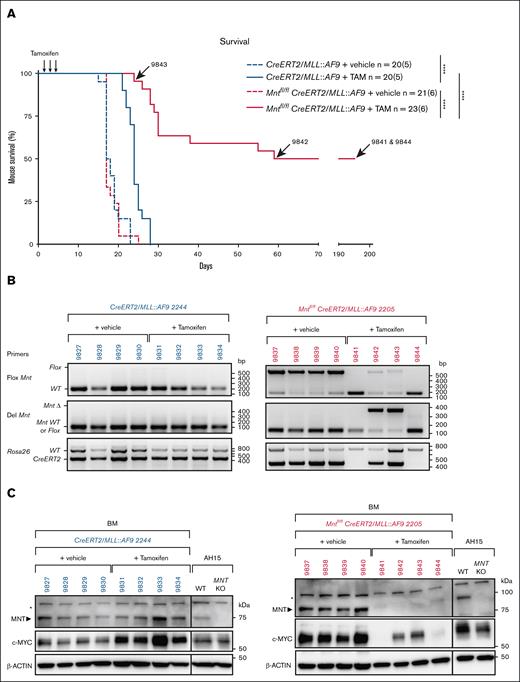 Mnt deletion enhances the survival of mice transplanted with primary MLL::AF9 AML cells. (A) Kaplan-Meier survival analysis of mice transplanted with primary (T0) MLL::AF9 AMLs of the indicated genotypes. Eight mice were transplanted IV with 5 ×105 BM cells from each primary (T0) AML mouse on day 0 and treated by oral gavage with TAM (200 mg/kg body weight) or vehicle on days 3, 4, and 5. TAM-treated mice transplanted with Mntfl/flCreERT2/MLL::AF9 AML cells showed significantly delayed morbidity (pink curve; median survival, 57 days) when compared with the TAM-treated control mice transplanted with CreERT2/MLL::AF9 AML cells (blue curve; median survival, 24 days; supplemental Table 3). The arrows indicate the lifespan of mice with AMLs 9843, 9842, 9841, 9844. n = number of recipient mice; number in brackets indicates the number of independently derived MLL::AF9 AMLs transplanted. Statistical significance was determined using a log-rank (Mantle-Cox) test with Bonferroni correction (∗∗∗∗P < .0001). (B-C) Mnt deletion was assessed by polymerase chain reaction (B) and western blot (C) analysis of the BM cells obtained from individual transplant recipients at autopsy. Results are shown for 2 representative primary AMLs, CreERT2/MLL::AF9 2244 (blue) and Mntfl/flCreERT2/MLL::AF9 2205 (pink); individual transplant recipient mice are identified. The DNA ladder (base pair) and marker protein sizes (kilodalton) are indicated. Of note, in panel B, no AML cells were detectable in the BM of cured mice (9841 and 9844), as shown by the absence of the 450 bp CreERT2-specific DNA fragment. Panel C showing the MNT and MYC protein levels with actin as the loading control. Both MYC and MNT are undetectable in the BM of cured’ mice (9841 and 9844), as is the case for normal BM cells (not shown). Asterisks indicate a nonspecific band; AH15 is a control Eμ-Myc lymphoma CL in which Mnt was deleted by CRISPR/Cas9. KO, knockout; TAM, tamoxifen; WT, wild type.