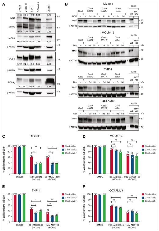 Impact of CRISPR/Cas9-mediated MNT deletion on the sensitivity of human AML CLs to BH3 mimetic drugs. (A) The expression of MYC, MNT, and the indicated BCL-2 protein family members in the human AML CLs MV4;11, MOLM-13, THP-1, OCI-AML3 and, as a positive control, the multiple myeloma CL U266B1, as determined by western blot. The protein levels were quantified in each blot relative to the actin loading control by densitometric analysis using ImageJ software; the values are indicated. (B) Western blot analysis of CRISPR/Cas9-mediated MNT loss in human AML CLs. MV4;11, MOLM-13, THP-1, and OCI-AML3 cells were infected with 2 lentiviruses, 1 carrying Cas9 and the mCherry marker and the other carrying an sgRNA and GFP marker. Double-positive (mCherry+GFP+) cells were collected by flow cytometry and treated with DOX for 3 or 5 days to induce expression of the sgRNAs that target MNT (MNT2, MNT4) or mouse Bim (mBim). AH15 is a control Eμ-Myc lymphoma CL in which Mnt was deleted by CRISPR/Cas9. (C-F) The impact of MNT loss on the sensitivity to BH3 mimetics. MV4;11, MOLM-13, THP-1, and OCI-AML3 cells infected with Cas9 and sgRNA lentiviruses were treated with DOX for 3 days, followed by treatment with the BH3 mimetic drugs S63845 (MCL-1i) or ABT-199/VEN (BCL-2i) in the presence of DOX for 48 hours. BH3 mimetic drug concentrations used were based on predetermined individual IC50 values. Live cells were identified as annexin V–negative/PI-negative by flow cytometry. The data are shown normalized to the DMSO-treated control samples, and significance is indicated relative to the control sgRNA mBim. All data are presented as mean ± SEM of 2 independent experiments. A 1-way ANOVA with Dunnett multiple comparison test was used to determine statistical significance (ns, P > .05; ∗P ≤ .05; ∗∗P ≤ .01). BCL-2i, BCL-2 inhibitor; DOX, doxycycline; KO, knockout; MCL-1i, MCL-1 inhibitor; WT, wild type.