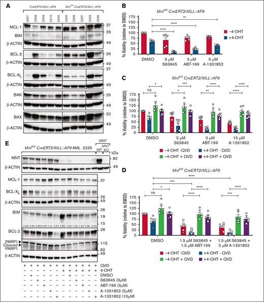 Mnt deletion increases the susceptibility of MLL::AF9 AML CLs to BH3 mimetic drugs. (A) Expression of BCL-2 family members in primary Mntfl/flCreERT2/MLL::AF9 AML CLs and control CreERT2/MLL::AF9 AML CLs. MCL-1, BCL-2, and BCL-XL promote cell survival. BAX, BAK, and BH3-only protein promote apoptosis. The western blots used β-actin as a loading control. Molecular weight markers are indicated (kilodalton). The results are representative of independent experiments. (B) Mnt deletion enhances the killing of AML cells by BH3 mimetic drugs. Short-term AML CLs established from 5 independent Mntfl/flCreERT2/MLL::AF9 AML tumors (2205, circle; 2206, square; 2207, triangle up; 2233, triangle down; 2235, diamond) were treated for 24 hours in triplicate with 0.5 μM 4-OHT or vehicle (ethanol), followed by treatment with the BH3 mimetic drugs S63845 (MCL-1 inhibitor), ABT-199/venetoclax (VEN; BCL-2 inhibitor), or A-1331852 (BCL-XL inhibitor) for a further 24 hours at the indicated concentrations, or with vehicle (DMSO), in the presence of 4-OHT. The BH3 mimetic drug concentrations used were based on predetermined 50% inhibitory concentration (IC50) values (data not shown). Live cells were quantified using annexin V–negative PI-negative staining with flow cytometry (supplemental Figure 3), and cell viability is shown normalized to treatment with DMSO. The results are from 2 independent experiments; mean ± standard error of mean (SEM); ∗∗P ≤ .01; ∗∗∗∗P ≤ .0001 as determined by 1-way ANOVA with Dunnett multiple comparison test. (C) MLL::AF9 AML cell death after Mnt loss and treatment with BH3 mimetic drugs occurs by apoptosis. Mntfl/flCreERT2/MLL::AF9 AML CLs used in panel B were treated in triplicate with 4-OHT or vehicle (ethanol) for 24 hours, with or without the addition of a pan-caspase inhibitor (QVD-OPH; 25 μM), and then treated for 24 hours with BH3 mimetic drugs or vehicle (DMSO). Viable cells (annexin V–negative PI-negative) were quantified by flow cytometry. Results are from 3 independent experiments with 1 CL (2206) analyzed twice; mean ± SEM; ns, P > .05; ∗P ≤ .05; ∗∗P ≤ .01; ∗∗∗P ≤ .001; ∗∗∗∗P ≤ .0001 as determined by 1-way ANOVA with Tukey multiple comparison test. (D) Apoptosis is enhanced by combining Mnt deletion with synergistic concentrations of BH3 mimetic drugs. The Mntfl/flCreERT2/MLL::AF9 AML CLs described in panel B were treated in triplicate with 0.5 μM 4-OHT or vehicle (ethanol), with or without QVD-OPH (25 μM), for 24 hours and then treated for 24 hours with either 1.5 μM S63845 + 1.5 μM ABT-199 or 1.5 μM S63845 + 5 μM A-1331852 or carrier alone (DMSO). Viable cells (Annexin V-negative PI-negative) were identified by flow cytometry. Results are from 3 independent experiments with 1 CL (2206) analyzed twice. The data are presented as mean ± SEM; ns, P > .05; ∗P ≤ .05; ∗∗∗P ≤ .001; ∗∗∗∗P ≤ .0001 as determined by 2-way ANOVA with Tukey multiple comparison test. (E) Proapoptotic BIM is elevated in MNT-deficient AML cells. Western blot analysis of 2235 Mntfl/flCreERT2/MLL::AF9 AML CL treated as in panel C, showing the protein levels of MNT, BCL-2 family members, and PARP1, with actin as the loading control. The indicated ratios show the BIM level in comparison with that of actin on the same blot, determined by densitometric analysis using ImageJ software. Cleavage of PARP1, a marker of apoptosis, is inhibited in the presence of QVD-OPH. DMSO, dimethyl sulfoxide; KO, knockout; ns, not significant; PARP, poly ADP ribose polymerase; WT, wild type.