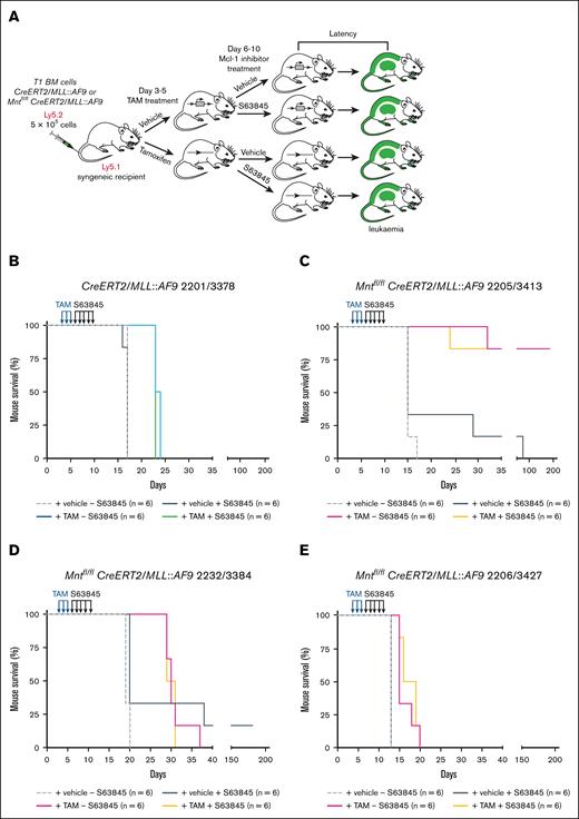 Treatment with MCL-1 inhibitor S63845 following Mnt deletion does not further enhance the survival of mice transplanted with T1 MLL::AF9 AMLs. (A) Treatment protocol. BM cells (Ly5.2) cryopreserved from sick secondary (T1) Mntfl/fl CreERT2/MLL::AF9 or CreERT2/MLL-AF9 mice were transplanted on day 0 into 8-week-old nonirradiated C57BL/6-Ly5.1 syngeneic recipient mice (5 × 105 cells into each of 24 recipients). A total of 12 recipients were treated on days 3, 4, and 5 with TAM (200 mg/kg), and 12 were treated with vehicle (peanut oil). Then, starting on day 6, half of the mice in each treatment arm were injected on 5 consecutive days with the MCL-1 inhibitor S63845 (25 mg/kg) and half were injected with vehicle. The mice were monitored daily for disease symptoms and euthanized humanely when they showed signs of AML-induced stress or at the experiment end point (day 195). (B-E) Kaplan-Meier survival analysis of mice transplanted with T1 MLL::AF9 AMLs of the indicated genotypes and treatments (for T1 AML nomenclature, see Materials and methods and supplemental Table 4).