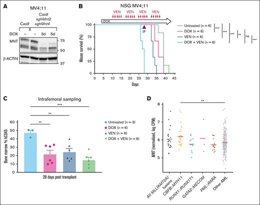 MNT deletion enhances the survival of NSG mice engrafted with MV4;11 human AML cells. (A) Western blot showing the in vitro MNT deletion after DOX induction of sgRNA expression in the batch of MV4;11 human AML cells used for transplantation into NSG mice. (B) DOX-induced MNT loss in MV4;11 human AML cells in vivo enhanced the survival of NSG mice that received transplants. Transplant recipients treated with DOX (pink curve) survived significantly longer than the untreated mice (compare pink and pale blue curves) and those treated with VEN (compare pink and dark blue curves). Combining VEN with MNT loss (green curve) did not statistically improve the survival when compared with MNT loss alone (pink curve). NSG mice were transplanted with 5 × 105 MV4;11 human AML cells that coexpressed Cas9 and 2 independent DOX-inducible sgRNAs that targeted human MNT (MNT2 and MNT4). Recipient mice were either left untreated, treated with DOX to delete MNT, treated with the BH3 mimetic drug VEN to inhibit BCL-2, or treated with both DOX and VEN (6 mice per treatment arm). Dosing with DOX to induce expression of MNT sgRNAs commenced on day 4 after transplantation (600 mg/kg DOX hyclate in base rodent chow, fed orally ad libitum). Dosing with VEN (50 mg/kg, by oral gavage every day except weekends, for 4 weeks) commenced on day 10 after transplantation. Statistical significance was determined using a log-rank (Mantle-Cox) test with Bonferroni correction (ns, P > .05; ∗∗P ≤ .01; ∗∗∗P ≤ .001). (C) MNT deletion and VEN treatment significantly reduced the tumor burden in the BM of mice transplanted with MV4;11 cells. Flow cytometric analysis of hCD45+ cells in BM isolated by intrafemoral sampling of mice in panel B, 28 days after transplantation. Reduction of AML cells was most efficient for the combination of MNT deletion plus VEN treatment (compare green to pale blue column); the differences between the various treatment groups did not reach statistical significance. The data are presented as the mean ± SEM of 3 to 6 mice per treatment arm. A 1-way ANOVA with Dunnett multiple comparison test was used to determine statistical significance (∗∗P ≤ .01; ∗∗∗ P ≤ .001). (D) A comparison of MNT messenger RNA expression in AMLs that had MLL (KMT2A) or other indicated fusion genes, other types of AMLs, and CD34+ HSCs from healthy individuals, determined by the analysis of BEAT-AML 1.0 (accessed on 16 May 2025; https://registry.opendata.aws/beataml). hCD45, human CD45; sgh, short guide human.
