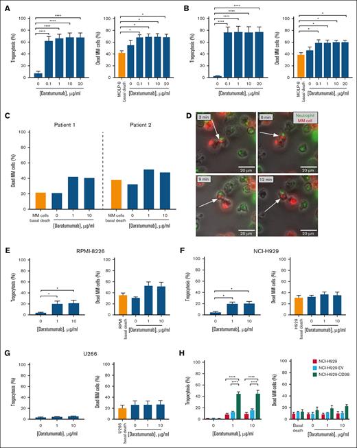 Analysis of trogocytosis and ADCC in cocultures of neutrophils and myeloma cells with different CD38 expression in presence of daratumumab. Neutrophils isolated from healthy donors or patients with MM were cocultured with the indicated MM cell lines or autologous MM cells in presence of daratumumab for the evaluation of trogocytosis and ADCC. For the analysis of trogocytosis by flow cytometry, MM cells were labeled with either PKH67 or PKH26 prior to coculture. (A) Cocultures of neutrophils derived from healthy donors (n = 5) and the MOLP-8 cell line for trogocytosis and ADCC evaluation. Left: after 4 hours of coculture, PKH67+CD138– events were assessed within the CD66b+ compartment by flow cytometry for trogocytosis analysis. Right: the percentage of dead MM cells (annexin V+, 7AAD+) within the CD38me+CD66b– compartment (CD38me: anti-CD38 multi-epitope) was assessed by flow cytometry for ADCC analysis. (B) Analysis of trogocytosis (left) and ADCC (right) in cocultures of neutrophils derived from patients with MM (n = 5) and the MOLP-8 cell line following the same methodology as in panel A. (C) Evaluation of daratumumab-mediated patient neutrophil cytotoxicity on autologous myeloma cells. Neutrophils and myeloma cells from 2 patients were isolated and subsequently cocultured in absence or presence of daratumumab for 4 hours. Cytotoxicity on myeloma cells was analyzed by flow cytometry as in panel A. (D) Representative images for trogocytosis by live-cell microscopy. DiO-labeled neutrophils (green) and DiI-labeled MOLP-8 cells (red) were cocultured (Effector:Target ratio of 3:1) in the presence of 1 μg/mL daratumumab. Time-lapse acquisition during the 4-hour coculture period, with images being captured every 3 minutes, was performed on a Nikon Eclipse TE-2000 microscope (Nikon, Tokyo, Japan). (E-G) Analysis of daratumumab-induced trogocytosis (left) and ADCC (right) in cocultures of neutrophils derived from healthy donors (n = 3) and RPMI-8226, NCI-H929 or U266 cell lines, respectively, following the same methodology as in panel A. (H) Analysis of trogocytosis (left) and ADCC (right) in cocultures of neutrophils derived from healthy donors (n = 3) and the indicated cell lines following the same methodology as in panel A but using PKH26 for cell labeling. In panels A,B,E-H, data represent the mean ± standard error of the mean (SEM). Means were compared using one-way analysis of variance and Tukey post hoc tests. ∗P < .05 and ∗∗∗∗P < .0001. Whenever “basal death” is indicated, it means the death of myeloma cells in basal culture conditions (without neutrophils and drug). The remaining conditions correspond to coculture of neutrophils and myeloma cells.