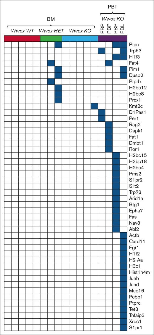 Somatic, nonsynonymous SNVs in cancer driver genes in Vk∗MYC:Wwox KO PBTs. Oncoplot displaying nonsynonymous SNVs in cancer driver genes identified through exome sequencing of CD138+ BM PCs and Vk∗MYC:Wwox KO PBTs. Each column represents an individual mouse, grouped as indicated at the top of the plot, and each row corresponds to mutations detected in a specific gene for these mice. In the Vk∗MYC:Wwox KO-PBT group, the first 3 columns represent PBPs, whereas the last column represents a PBL. Blue squares indicate the presence of mutations in the corresponding gene for each sample.