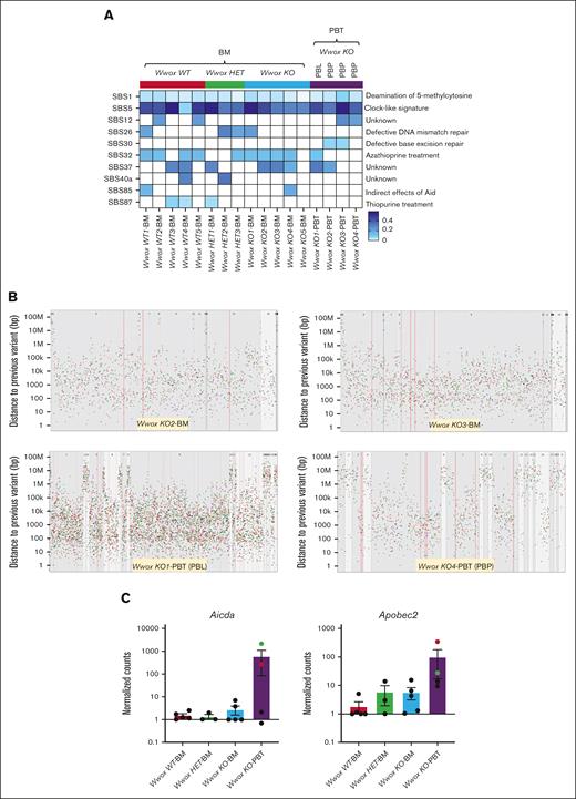 Distinct SBS signatures and the occurrence of kataegis-like clustered hypermutation profiles in Vk∗MYC:Wwox KO BM and PBTs. (A) Heat map displaying the most frequent SBS mutational signatures identified in BM PCs and Vk∗MYC:Wwox KO PBPs. The y-axis represents the distinct SBS signatures detected in these samples, whereas the x-axis denotes the individual samples. Each column represents an individual mouse, grouped as indicated at the top of the heat map. In the Vk∗MYC:Wwox KO-PBT group, the first column represents PBL, whereas the remaining 3 columns represent PBPs. Color intensity on the heat map indicates the strength of association with each SBS signature. (B) Rainfall plots of all the mutations across the genome of representative samples from Vk∗MYC:Wwox KO BM and PBTs demonstrating a widespread distribution of clustered hypermutations resembling kataegis. The y-axis represents the distance of each mutation from the preceding mutation. Different colors represent the different types of the mutation substitutions. Clustering of mutations closer to the x-axis indicates a smaller distance between mutations, reflecting hypermutation. (C) Bar graphs illustrating the average normalized counts of Aicda and Apobec2 messenger RNA expression in Vk∗MYC:Wwox WT (n = 5), HET (n = 3), KO (n = 5) BM and Vk∗MYC:Wwox KO PBT (n = 4) samples. Each data point represents the expression level for an individual mouse, with error bars indicating the mean ± standard error of the mean. The green data point indicates Aicda and Apobec2 expression in the Vk∗MYC:Wwox KO1-PBT (PBP), whereas the red data point indicates expression in the Vk∗MYC:Wwox KO4-PBT (PBL). A marked difference in expression was observed; statistical analysis using 1-way analysis of variance did not reach significance, likely due to intersample variability (P = .2646 for Aicda; P = .2680 for Apobec2).