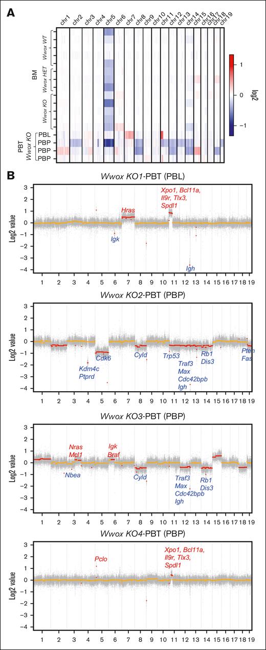 Vk∗MYC:Wwox KO PBTs display recurrent focal and large copy number alterations. (A) Heat map illustrating copy number abnormalities in BM PCs and Vk∗MYC:Wwox KO PBPs. The y-axis represents individual samples, whereas the x-axis displays individual chromosomes, separated by solid lines. Color coding indicates copy number losses or gains at various chromosomal loci, with blue representing copy number loss and red indicating copy number gain. The intensity of the colors reflects the magnitude of the copy number alterations. (B) Scatter plots from Vk∗MYC:Wwox KO-PBT samples illustrate widespread and pronounced copy number alterations across all samples. Focal and large copy number alterations are represented by red markers; those above zero indicate copy number gains, whereas markers below zero signify copy number losses. The names of the genes affected by specific copy number alterations are displayed near the corresponding alterations, with red indicating copy number gains and blue indicating copy number losses for the respective genes.