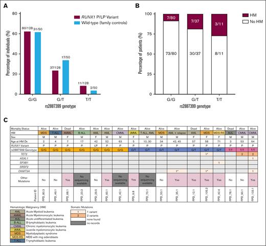 Characterization of TCL1A SNP rs2887399 in patients with P/LP RUNX1 variants. (A) TCL1A SNP rs2887399 genotypes in P/LP RUNX1 patients and wild-type RUNX1 family controls. (B) Presence of HM in P/LP RUNX1 patients grouped by TCL1A SNP rs2887399 genotypes; there is no significant difference between the genotypes (exact test). (C) Somatic mutations in FPD patients diagnosed with HM grouped by TCL1A SNP rs2887399 genotypes. All data were obtained from bone marrow NGS and ES, except for those denoted by the asterisk, in which sequencing was done on peripheral blood. One-way analysis of variance showed no impact of the SNP on age of HM dx (P = .61).
