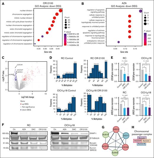 CDCA8 and BIRC5 are downregulated in DHL cells after treatment with OR-2100. GO analysis of the genes that were downregulated by OR2100 monotherapy (A) or AZA monotherapy (B). (C) Volcano plot showing the DEGs between the Ctr group and OR-2100–treated samples. |log2 fold change| > 2; adjusted P <.05. Red indicates the upregulated genes, and blue indicates the downregulated genes. CDCA8, BIRC5, INCENP, and AURKB were identified as significantly downregulated genes. (D) Histograms of the percentage CpG methylation of RC cells and OCI-Ly18 cells after treatment with vehicle (Ctr) or OR2100. (E) The relative expression of CDCA8 and BIRC5 was determined by real-time PCR after treatment with the vehicle (Ctr), DAC, or OR-2100. The relative expression is shown as the fold change relative to the untreated cells after normalization to the expression of β-actin. (F) The expression of DNMT-1, β-tubulin, borealin (CDCA8), and survivin (BIRC5) proteins in RC cells and OCI-Ly18 cells that were treated with vehicle (Ctr) or the HMAs AZA, DAC, or OR-2100 was determined by western blotting. The representative images show that DAC and OR-2100 reduced the expression of the DNMT-1, borealin, and survivin proteins when compared with AZA. (G) STRING network analysis of the functional association between CDCA8 and BIRC5. INCENP and AURKB, parts of the CPC together with CDCA8 and BIRC5, show mutual protein association. Red, positive regulation of mitotic cytokinesis; green, mitotic spindle assembly checkpoint signaling; blue, SGO1. (H) A schematic image of the CPC. Ctr, control; DNMT-1 DNA methyltransferase inhibitor 1. Created with BioRender.com.