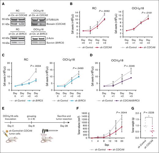 Functional analysis of CDCA8 or BIRC5 in DHL cell lines in vitro and in vivo. (A) RC cells and OCI-Ly18 cells were transduced with shRNA targeting CDCA8 and BIRC5, respectively. A reduction in the expression of borealin (CDCA8) and survivin (BIRC5) was confirmed by immunoblotting. (B) Cell counts for the shCtr cells and shCDCA8 cells. Red lines indicate the cells infected with lentiviral vectors that lacked CDCA8. Gray lines indicate the cells infected with empty vectors. (C) Cell counts for the shCtr cells and shBIRC5 cells. Blue lines indicate the cells infected with lentiviral vectors lacking BIRC5. Gray lines indicate the cells infected with empty vectors. (D) A comparison of the cell counts after knockdown of both CDCA8 and BIRC5 with Ctr (gray, Ctr; purple, shCDCA8 and BIRC5). (E) Experimental schema for the OCI-Ly18 cell xenograft mouse model used to evaluate CDCA8 knockdown. Volume (F) or weight (G) of xenografts formed by OCI-Ly18 cells infected with empty vector (shCtr; gray line) or shCDCA8 (red line). cont, control.