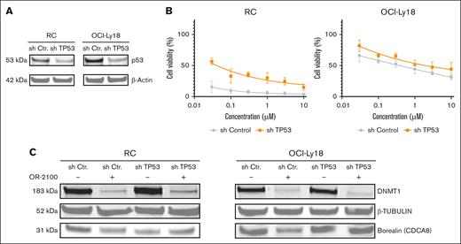 Evaluation of the TP53-dependent mechanism of OR-2100. (A) RC and OCI-Ly18 cells were transduced with shRNA that targeted TP53, and the reduction in TP53 expression was confirmed by immunoblotting. (B) The cells were treated with OR-2100 for 72 hours, followed by assessment of the cell viability. (C) The protein expression levels of β-tubulin and borealin (CDCA8) in RC and OCI-Ly18 cells treated with OR-2100 was assessed by western blotting. The representative images demonstrate that the protein levels of borealin was more profoundly downregulated in shCtr cells than in shTP53 cells.