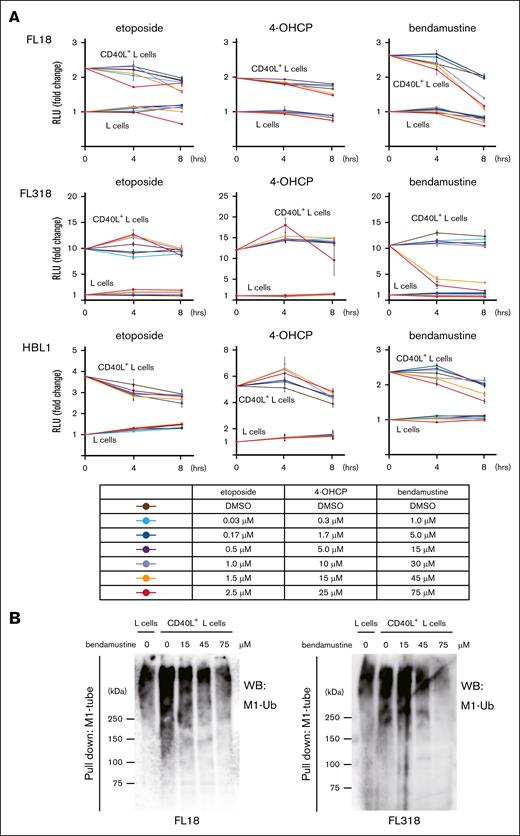 Bendamustine suppresses NF-κB activity by inhibiting M1 ubiquitination. (A) Changes in NF-κB activity after treatment with etoposide, 4-OHCP, and bendamustine at parallel different concentrations in lymphoma cell lines. NF-κB activity was assessed by luciferase reporter assay. The basal NF-κB activity of each cell cocultured with L cells was set to 1, and relative changes in luciferase activity are shown in the line graphs. Error bars represent the standard error of the mean (SEM) of duplicate samples. (B) Immunoblotting for total M1 ubiquitination in the M1-TUBE enriched fraction in FL18 and FL318 cells cocultured with L cells or CD40L+ L cells and treated with different concentrations of bendamustine. DMSO, dimethyl sulfoxide; RLU, relative luciferase unit; Ub, ubiquitin; WB, western blotting.