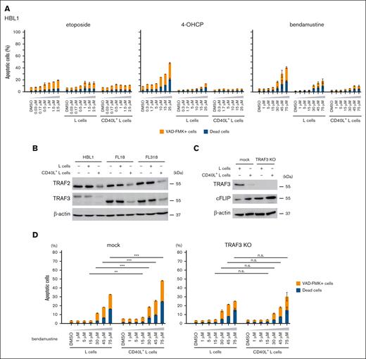 Loss of TRAF3 confers resistance of lymphoma cells to bendamustine. (A) Cell death rates of HBL1 induced by etoposide, 4-OHCP, and bendamustine treatment in the absence of feeder cells, in the presence of L cells or CD40L+ L cells. Caspase-positive and dead cells were assessed by flow cytometry. Error bars indicate the SEM of duplicate samples. (B) Western blot analysis for TRAF2, TRAF3, and β-actin (loading control) of HBL1, FL18, and FL318 cells cultured in the absence of feeder cells or in the presence of L cells or CD40L+ L cells. (C) Western blot analysis for TRAF3, cFLIP, and β-actin (loading control) of mock or TRAF3-KO FL18 cells cocultured with L cells or CD40L+ L cells. (D) Cell death rates of mock or TRAF3-KO FL18 cells induced by bendamustine at the indicated concentrations in the presence of L cells or CD40L+ L cells. Caspase-positive and dead cells were assessed by flow cytometry. Error bars indicate the SEM of duplicate samples. Statistical significance was evaluated by 2-way analysis of variance (ANOVA), followed by Tukey-Kramer test for multiple comparisons. The results are indicated as: n.s., P > .05; ∗P < .05; ∗∗P < .01; ∗∗∗P < .001. n.s., not significant.