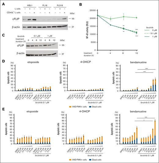 NF-κB activation leads to bendamustine resistance by increasing cFLIP expression, and ibrutinib can restore sensitivity of lymphoma cells to bendamustine. (A) Western blot analysis for cFLIP and β-actin (loading control) of HBL1, FL18, and FL318 in the absence of feeder cells or in the presence of L cells or CD40L+ L cells. (B) Changes in NF-κB activity of HBL1 after treatment with different concentrations of ibrutinib evaluated by luciferase reporter assay. RLU representing NF-κB activity are shown in the line graphs. Error bars represent the SEM of duplicate samples. Statistical significance between samples treated with 0 and 0.1 μM ibrutinib (upper stars) or those treated with 0 and 1 μM ibrutinib (lower stars) for 8 and 12 hours was evaluated by 2-way ANOVA, followed by Tukey-Kramer test for multiple comparisons. Results are shown as: ∗∗P < .01 or ∗∗∗P < .001. (C) Western blot analysis for cFLIP and β-actin (loading control) of HBL1 at different ibrutinib concentrations and durations of treatment. (D) Cell death rates of HBL1 cocultured with CD40L+ L cells treated with etoposide, 4-OHCP, and bendamustine at the indicated concentrations in combination with or without 0.1 μM ibrutinib. Error bars represent the SEM of duplicate samples. The results are indicated as: ∗∗∗P < .001. (E) Cell death rates of MINO cocultured with BAFF+ L cells treated with etoposide, 4-OHCP, and bendamustine at the indicated concentrations in combination with or without 0.1 μM ibrutinib. Error bars represent the SEM of duplicate samples. The results are indicated as: ∗P < .05 or ∗∗∗P < .001.