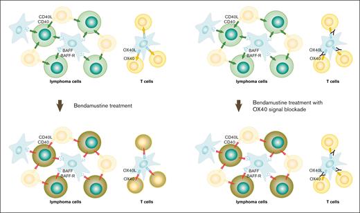 Schematic illustration of the mechanism of cell death induced by bendamustine. TNFRSF signaling generally provides survival signals (green and yellow arrows) to both lymphoma cells and T cells, but it is converted to death signals (red lightning bolts) after bendamustine treatment (left panels). Blockade of OX40L-OX40 signaling protects T cells under bendamustine treatment by preventing OX40-mediated death signals (right panels).