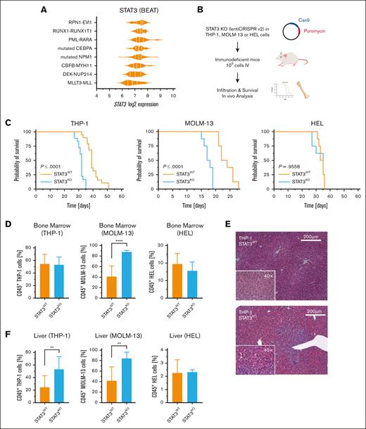 Loss of STAT3 leads to an accelerated AML progression and aggressive liver infiltration. (A) Analysis of the Beat AML cohorts shows STAT3 gene expression in patients harboring common AML-driver mutations (n = 286). (B) AML cells were lentivirally transduced using the lentiCRISPR v2 plasmid, encoding a puromycin resistance gene, the Cas9 endonuclease, and sgRNA targeting STAT3 or a nontargeting control sgRNA. Confirmed single-cell clones were intravenously transplanted into immunocompromised NSG mice. Transplanted recipient mice have been euthanized as soon as they exhibited clinical signs of leukemia and organs were processed for further analysis. (C) Kaplan-Meier plot of mice receiving STAT3KO THP-1 (n = 18), MOLM-13 (n = 8) or HEL (n = 8) cells compared to mice transplanted with wildtype STAT3 cells (n = 18). (D) Percentage of hCD45+ AML cells isolated from the bone marrow (THP-1, n = 18; MOLM-13, n = 8; HEL, n = 8). (E) Representative hematoxylin and eosin-stained liver sections of diseased mice receiving THP-1 cells at the time of euthanasia. (F) hCD45+ cells isolated from the liver of diseased animals (THP-1, n = 18; MOLM-13, n = 8; HEL, n = 8). Log-rank (Mantel-Cox) test was performed to analyze the survival difference between the 2 groups. Further statistical analysis was performed using Student t test. P values <.05 were considered statistically significant. ∗P < .05, ∗∗P < .01, and ∗∗∗P < .001. Error bars represent mean ± standard deviation. KO, knockout; WT, wildtype.
