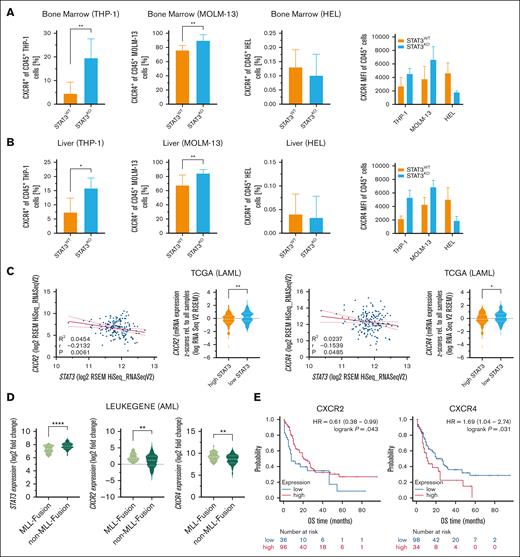 STAT3KO leads to increased CXCR4 expression which correlates with worse OS and negatively with STAT3 expression in patients with AML. Flow cytometry quantification of CXCR4+ of hCD45+ ex vivo THP-1, MOLM-13 and HEL cells from the (A) bone marrow and the (B) liver (THP-1, n = 18; MOLM-13, n = 8; HEL, n = 8). (C) Gene expression correlation of STAT3 and CXCR2/CXCR4 in patients with AML from the TCGA data set (n = 190). Red line represents linear regression with 95% confidence interval. (D) STAT3, CXCR2, and CXCR4 gene expression analysis of patients with AML of the LEUKEGENE AML study with and without MLL fusion genes (n = 365). (E) Kaplan-Meier plots showing OS of patients with AML expressing low and high CXCR2 or CXCR4 (n = 132). Patients were stratified according to the best cutoff value (kmplot.com). Statistical analysis was performed using Student t test. P values <.05 were considered statistically significant. ∗P < .05, ∗∗P < .01, and ∗∗∗P < .001. Error bars represent mean ± standard deviation. HR, hazard ratio; KO, knockout; TCGA, The Cancer Genome Atlas; WT, wildtype.
