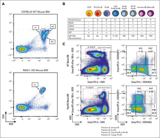 BCPs in RAG-1 KO BM are potential targets for ATC-induced leukemic transformation. (A) Flow cytometry analysis of untreated C57BL/6 and untreated RAG-1 KO BM; #1, #2, and #3 represent 3 discrete populations of CD19+B220+ cells. (B) Schematic of BM B-cell differentiation based on surface markers and IgH VDJ recombination. (C) Hardy fraction staining of untreated RAG-1 KO and WT mouse. Red box indicates B220+CD43– progenitors missing in RAG-1 KO mouse. RAG-1 KO mouse shows accumulation of Hardy fraction C and decreased C' compared WT BM. CLP, common lymphocyte progenitor; GL, germ line; IgH, immunoglobulin heavy chain.