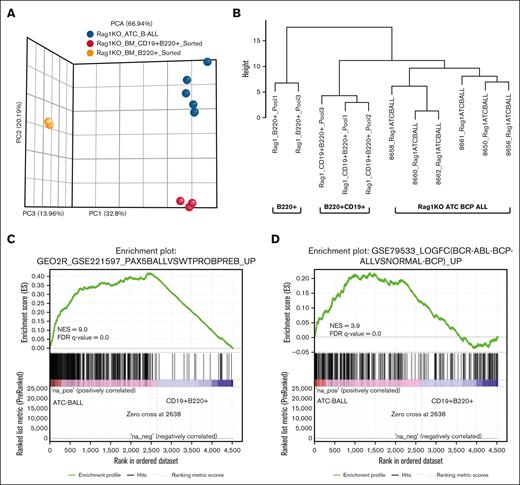 Gene expression analysis highlights enrichment of both murine and human BCP-ALL signatures in RAG-1 KO ATC CD19+ B220+ B-lineage ALL. (A) Principal component analysis plot generated from DeSeq2 normalized RNA sequencing data. Samples include 6 RAG-1 KO ATC B-lineage leukemias, 3 untreated RAG-1 KO CD19+B220+ sorted BM cells and 2 RAG-1 KO B220+ sorted BM cells. (B) Hierarchical clustering for selected genes associated with B-cell development. (C) GSEA comparing a murine BCP-ALL gene set (GSE221597) and differentially expressed genes from RAG-1 KO BCP-ALL samples (n = 6) vs CD19+B220+ sorted BM cells (n = 3). (D) GSEA comparing human BCP-ALL gene set (GSE79533) and differentially expressed genes from RAG-1 KO BCP-ALL vs CD19+B220+ sorted BM. FDR, false discover rate; NES, normalized enrichment score.