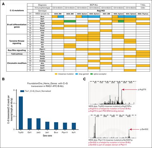 ATC treatment of RAG-1 KO mice leads to acquired mutations in genes important for cancer. (A) Acquired C>G mutations involving genes important for cancer in ATC-treated RAG-1 KO leukemia. (B) Most common Tier 1 C>G transversions (identified from WES data of RAG-1 KO ATC B-lineage leukemias), normalized for gene length (see “Materials and methods”). (C) C>G mutation at mutational hot spots in human B-ALL. Murine Trp53 R270 is equivalent to human TP53 R273 and murine Ptpn11 S506 is equivalent to human PTPN11 S502.