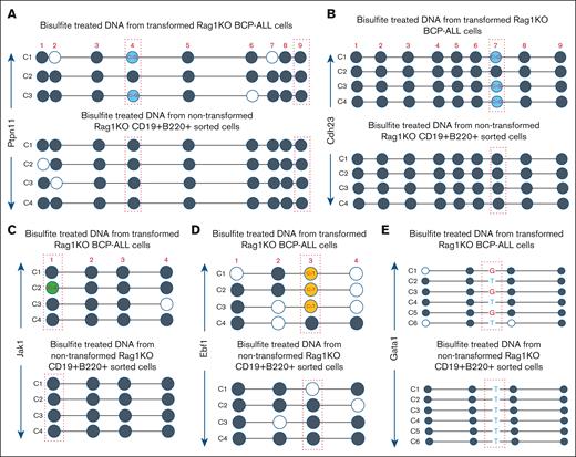 CpG dinucleotides subject to ATC-induced C>G transversions are highly methylated. (A) Methylation status of C>G mutated CpG for Ptpn11. C1-C3 represent individual plasmid subclones from polymerase chain reaction amplification of bisulfite treated RAG-1 KO leukemic DNA (top), and C1-C4 represent subclones from bisulfite-treated RAG-1 KO nonleukemic BCP DNA (bottom). Individual CpG are numbered 1-9. Dotted red boxes indicate CpG at known sites of C>G transversion in this study. Dark gray circles indicate methylated cytosines, white circles indicate unmethylated cytosines, and blue circles indicate C>G transversions. (B) Methylation status of C>G mutated CpG dinucleotides at Cdh23. (C) Methylation status of C>A mutation at CpG dinucleotides within Jak1. Green circle indicates a C>A mutation known to be present. (D) Methylation status of C>T mutation at CpG dinucleotide within Ebf1. Orange circles indicate a C>T mutation known to be present. (E) Methylation status of C>G transversion at non-CpG dinucleotides within Gata1. G in red represents C>G mutation at a non-CpG dinucleotide which was known to be present in this sample based on WES. “T” in blue represents bisulfite conversion of nonmethylated C.