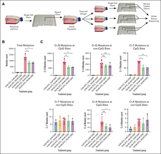 Mutations induced at CpG sites require DNMT1, whereas mutations at non-CpG sites do not. (A) Schematic of the GEMINI Assay used for in-vitro drug treatment and subsequent WES. (B) Total mutations induced in each treatment group. Unequal variances t test (1 tailed). (C) C>G, C>T, and C>A mutations induced at CpG sites and non-CpG sites. Unequal variances t test (1-tailed); ∗, P < .05; ∗∗, P < .01; ∗∗∗, P < .001; ns, not significant.