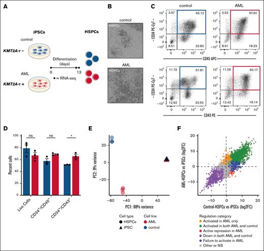 Hematopoietic specification of KMT2A-rearranged iPSCs induces a transcriptionally distinct profile. (A) Schematic of the generation of HSPCs from AML- and control-iPSC cell lines. (B) Representative images of hematopoietic cultures of control- and AML-iPSCs depicting the generation of HSPCs following 13 days of differentiation. (C) Representative flow cytometry diagrams of hematopoietic cell populations from control- and AML-HSPCs after 13 days of differentiation, and (D) quantification of the viability and expression of key hematopoietic populations by flow cytometry (n = 3). Data are presented as mean ± standard error of the mean (SEM) of percent cells in hematopoietic cultures and analyzed using unpaired t test with Holm-Šídák multiple comparisons test. (E) Principal component analysis plot from RNA-seq of iPSCs (triangles) and day 13 HSPCs (circles) from AML and control cell lines, showing the first 2 principal components (n = 3). (F) Scatterplot of differential expression during hematopoietic differentiation, comparing log2 fold changes (HSPCs vs iPSCs) in control (x-axis) and AML (y-axis). Genes were classified into categories including activated in both AML and control (green), activated in AML only (orange), actively repressed in AML (red), failed to activate in AML (blue), downregulated in both AML and control (purple), and ns/other (gray). ∗P ≤ .05. ns, not significant.
