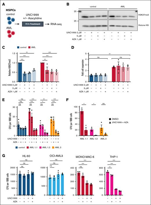 Epigenetic targeting selectively impairs clonogenicity in KMT2A::MLLT3 AML cells. (A) Experimental overview for the inhibition of PRC2 by UNC1999 and DNA methylation by AZA in control- and AML-HSPCs. (B) Representative immunoblot analysis and (C) quantification of relative H3K27me3 protein levels in HSPCs from control- and AML-iPSCs after 72 hours of treatment with 2 μM and 5 μM UNC1999, 2 μM UNC1999 + 1 μM AZA, or DMSO (n = 3). Histone H3 was used to calculate relative H3K27me3 levels, which were normalized to control DMSO conditions. Data are presented as mean ± SEM of relative signal and analyzed using 2-way analysis of variance (ANOVA) with Dunnett multiple comparisons test. (D) Fold cell expansion of HSPCs from control- and AML-iPSC cells lines following 72 hours of treatment with 2 μM and 5 μM UNC1999, 2 μM UNC1999 + 1 μM AZA, or DMSO relative to cell number at seeding (n = 3). Data are presented as mean ± SEM of fold cell expansion. Lines indicate comparisons within and between control and AML cells. Data were analyzed using 2-way ANOVA with Tukey multiple comparisons test. (E) CFU counts per 1000 seeded HSPCs treated with 2 μM UNC1999, 1 μM AZA, 2 μM UNC1999 + 1 μM AZA, or DMSO for 14 days (n = 6 for DMSO in AML 1.1 and control, n = 3 for others). Data are presented as mean ± SEM and analyzed using 2-way ANOVA with Dunnett multiple comparisons test. (F) CFU counts per 1000 replated AML cells from panel E after 10 days in methylcellulose without treatment (n = 3). Data are presented as mean ± SEM and analyzed using unpaired t test with Holm-Šídák multiple comparisons test. (G) CFU counts per 1000 seeded cells from leukemic cell lines treated with 2 μM UNC1999, 1 μM AZA, 2 μM UNC1999 + 1 μM AZA, or DMSO for 10 days (n = 3). Data are presented as mean ± SEM and analyzed using 1-way ANOVA with Dunnett multiple comparisons test. ∗P ≤ .05; ∗∗P ≤ .01; ∗∗∗P ≤ .001. ns, not significant.