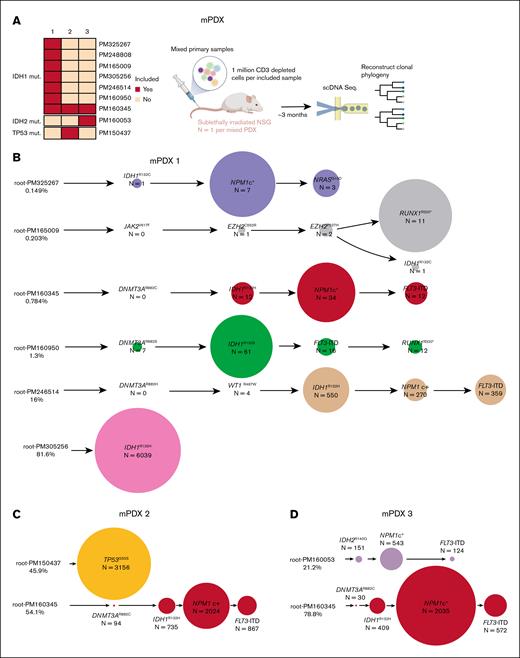 Single-cell deconvolution of mPDX models. (A) Schematic showing the generation of mPDX models. (B-D) Reconstructed phylogenetic tree of each of the mPDX models. The circle size is scaled within each sample in panel B and across both samples in panels C-D. mut, mutated.
