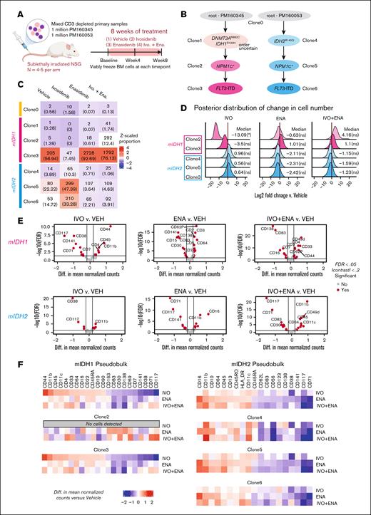 Monitoring clonal evolution at single-cell resolution in an mPDX model of mutant IDH isoform switching. (A) Schematic of experiment. (B) Annotated phylogenetic tree showing the sequence of mutations acquired by the “isoform switching” model. (C) Heat map showing the number of cells sequenced from each clone (with the corresponding proportion shown in parentheses) across the clones defined in panel B for each sample. The color represents the z-scaled proportion of each clone within each sample. (D) Density plot showing the posterior distribution of log2 fold changes in the number of leukemic cells collected from each animal for each treatment group and clone, compared to the vehicle control. Values represent log2 fold changes with statistical significance in parentheses: ∗P < .05; ∗∗P < .01; ∗∗∗P < .001; ∗∗∗∗P < .0001; ns. (E) Volcano plot showing the pseudobulk analysis of differentially expressed proteins in each treatment arm vs VEH. Cells derived from PM160345 (top) and PM160053 (bottom) were analyzed separately. (F) Heat maps showing pseudobulk and clone-specific differences in protein expression between each treatment group and the VEH control. Cells derived from PM160345 (left) and PM160053 (right) were analyzed separately. FDR, false discovery rate.