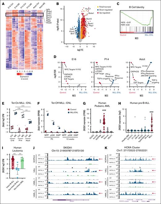 MLL::ENL induces Skida1 expression in fetal and neonatal HSC/MPPs.(A) Heat map showing genes that are significantly differentially expressed (FDR < 0.05, log2FC > 0.6) upon MLL::ENL induction in E16 and P14 and 8-week-old adult Tet-On-ME LSK cells. A cluster of genes that are more highly induced in fetal and neonatal LSK cells, relative to adult LSK cells, is outlined with representative genes indicated. (B) Volcano plot indicating genes that are significantly differentially expressed in fetal LSK upon MLL::ENL induction, with color coding to indicate genes that are selectively induced in fetal and neonatal progenitors. (C) Gene set enrichment analysis (GSEA) plot showing B-cell signature enrichment in E16 MLL::ENL-expressing progenitors. (D) Volcano plots indicating changes in expression in Hallmark gene signatures upon MLL::ENL expression, based on GSEA. (E) Skida1 expression in LSK cells from the indicated ages, based on RNA-seq; n = 4 biological replicates per genotype and age. ∗∗∗P < .001; ∗∗∗∗P < .0001 by 1-way analysis of variance (ANOVA) with the Tukey post hoc test. (F) Skida1 expression in wild-type and Tet-Off-ME progenitors at P0 and age 10 weeks; n = 4 biological replicates per progenitor population and age. ∗P < .05; ∗∗∗P < .001 by Student t test. (G-H) SKIDA1 expression in MLLr pediatric AML and B-ALL. ###P < .001 relative to all other subtypes by 1-way ANOVA with the Tukey post hoc test. (I) SKIDA1 expression in infant B-ALL, noninfant B-ALL, and noninfant AML. ∗∗∗P < .001 by 2-way ANOVA with the Tukey post hoc test. (J-K) MLL fusion protein binding to the SKIDA1 and HOXA loci in KOPN-8 cells or primary MLLr leukemias. CPM, counts per million; Ctrl, control; FC, fold change; FDR, false discovery rate; IFN-a/g, interferon alpha/gamma; IgG, immunoglobulin G; ME, MLL::ENL; mTORC, mammalian Target of Rapamyxin; NES, normalized enrichment scores; n.s., not significant; OXPHOS, oxidative phosphorylation; TGF-b, transforming growth factor β.