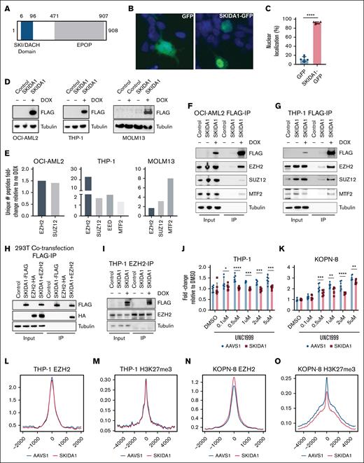 SKIDA1 is a nuclear protein that interacts with PRC2 proteins. (A) Schematic of the SKIDA1 protein highlighting the SKI/DACH (blue) and EPOP homology (gray) domains with corresponding human amino acid numbers. (B) Representative pictures of green fluorescent protein (GFP) (left) and SKIDA1-GFP (right) subcellular localization in transfected 293T cells. The localization pattern of SKIDA1-GFP was considered “nuclear” for the purpose of quantification in panel C, based on overlap with DAPI (4′,6-diamidino-2-phenylindole; blue). (C) Quantification of cells with nuclear SKIDA1-GFP localization. ∗∗∗∗P < .0001 by Student t test. (D) Western blot showing SKIDA1-FLAG expression in in human OCI-AML2, THP-1, and MOLM13 cell lines after 3 days of doxycycline (DOX) exposure. (E) Fold increase in unique peptides identified in SKIDA1-FLAG pulldown assays by liquid chromatography–tandem mass spectrometry in OCI-AML2, THP-1, and MOLM13 cell lines, based on no DOX vs DOX comparison. (F-G) Coimmunoprecipitation of PRC2 proteins with SKIDA1-FLAG in OCI-AML2 and THP-1 cells. (H) Coimmunoprecipitation of HA-tagged EZH2 with SKIDA1-FLAG in cotransfected 293T cells. (I) Coimmunoprecipitation of SKIDA1-FLAG with EZH2 in THP-1 cells. (J-K) MTS assays showing modestly increased numbers of THP-1 and KOPN-8 cells after 8 days of incubation with UNC1999. SKIDA1 deletion mitigated this growth increase; n = 6 replicated per dose and genotype. ∗P < .05; ∗∗P < .01; ∗∗∗P < .001; ∗∗∗∗P < .0001 by 2-way ANOVA with the Tukey post hoc test. (L-O) Aggregate histogram traces for EZH2 and H3K27me3 peaks in THP-1 or KOPN-8 cells, based on cleavage under targets and release using nuclease assay. IP, immunoprecipitation.
