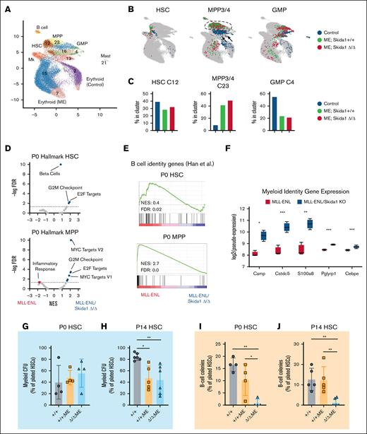 Skida1 promotes B-cell priming and supports B-cell potential in MLL::ENL-expressing neonatal progenitors. (A-B) Uniform manifold approximation and projection representing single-cell gene expression in P0 lineage−c-Kit+ cells from control (Vav1-Cre negative), Skida1+/+;Tet-Off-ME, and Skida1Δ/Δ;Tet-Off-ME mice. Cluster identities were assigned by iterative clustering with guide gene selection and are indicated. Cells were annotated based on antigen derived tags and gene expression as shown in supplemental Figure 6. (C) Distribution of cells for each of the indicated genotypes that map to clusters 12 (HSC-enriched), cluster 23 (MPP3/4-enriched), and cluster 4 (GMP-enriched). (D) Volcano plots showing enrichment of Hallmark gene sets within the indicated genotypes as measured by GSEA performed to compare Skida1+/+;Tet-Off-ME and Skida1Δ/Δ;Tet-Off-ME HSCs (cluster 12) and MPP3/4s (cluster 23); n = 4 pseudoreplicates. (E) GSEA plot showing reduced B-cell gene expression in P0 HSC and MPP in the absence of Skida1. (F) Expression of myeloid genes in Skida1+/+;Tet-Off-ME and Skida1Δ/Δ;Tet-Off-ME MPP3/4; n = 4 pseudoreplicates. (G-H) Myeloid CFU frequencies from P0 liver (G) and P14 bone marrow (H) HSCs. P0: n = 4 (+/+), n = 4 (+/+;ME), n = 4 (Δ/Δ;ME); P14: n = 6 (+/+), n = 5 (+/+;ME), n = 6 (Δ/Δ;ME). (I-J) B-cell colony formation frequencies from P0 liver (I) and P14 bone marrow (J) HSCs. P0: n = 4 (+/+), n = 4 (+/+;ME), n = 4 (Δ/Δ;ME); P14: n = 5 (+/+), n = 5 (+/+;ME), n = 6 (Δ/Δ;ME). ∗P < .05; ∗∗P < .01 by 1-way ANOVA with the Tukey post hoc test. KO, knockout; ME, MLL::ENL; Mk, megakaryocyte.