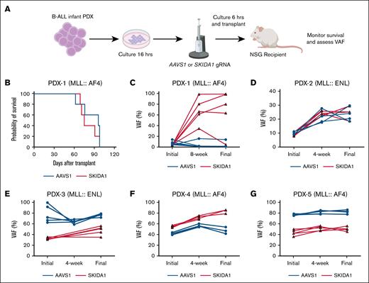 SKIDA1 is not required to sustain infant B-ALL. (A) Experimental design for CRISPR/Cas9-mediated inactivation of SKIDA1 in infant B-ALL PDX. (B) Kaplan-Meier survival curves for NSG recipients of AAVS- or SKIDA1-edited infant B-ALL PDX-1. (C-G) Initial and posttransplant VAF levels in cultured PDX cells (initial, collected at 72 hours after editing), or in engrafted cells at the indicated time points and at time of death (final, 8-12 weeks). Five unique PDX models were evaluated, and the underlying driver mutation is indicated for each (MLL::AF4 or MLL::ENL). PDX-1: n = 5 (AAVS1) and n = 5 (SKIDA1); PDX-2: n = 4 (AAVS1) and n = 5 (SKIDA1); PDX-3: n = 5 (AAVS1) and n = 5 (SKIDA1); PDX-4: n = 4 (AAVS1) and n = 4 (SKIDA1); PDX-5: n = 5 (AAVS1) and n = 5 (SKIDA1).