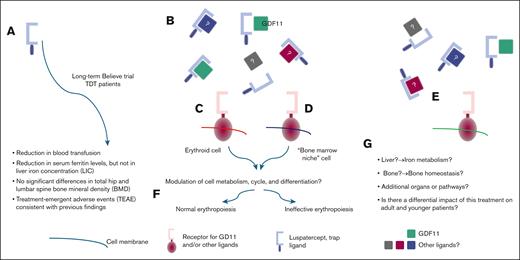 Proposed luspatercept mechanism of action and outstanding questions. (A-B) Luspatercept’s proposed mechanism involves binding GDF11 and potentially other ligands, thereby preventing them from activating their endogenous receptors. The specific endogenous receptor(s) involved is currently unidentified but may be expressed on erythroid cells (C), cells within the bone marrow niche (D), or other cells (E). (F) The intracellular mechanisms by which luspatercept affects cell metabolism in both steady-state and ineffective erythropoiesis remain uncharacterized. Furthermore, how metabolism differentially modifies these 2 states of erythropoiesis is also unknown. The potential for luspatercept to modulate the activity of identical or other ligands and their receptors in other tissues (as shown in panel E), such as the liver and bone, has not yet been investigated. (G) Finally, whether luspatercept’s effects differ between young, growing patients and adults requires further evaluation. GDF11, growth differation factor 11.