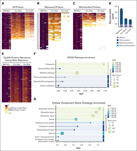Heat map representations of protein copy numbers normalized by mean copy number of nascent reticulocytes during reticulocyte maturation. (A) All proteins. (B) Ribosomal proteins. (C) Mitochondrial proteins. (D) Mean protein quantity (in picograms per cell) of ribosomal and mitochondrial proteins, with globins and other proteins during reticulocyte maturation. (E) Top 200 proteins the most maintained during reticulocyte maturation. (F-G) String db graphical representation of pathways (F) and cellular components (G) enriched in the top 200 proteins maintained during maturation. BM, bone marrow.