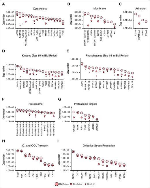 Mean protein copy numbers in nascent reticulocytes (BM Retics), mature reticulocytes (CircRetics), and circulating erythrocytes (CircEryth) (logarithmic scale). Only means quantified with at least 3 values are shown. (A) Cytoskeletal proteins. (B) Membrane proteins. (C) Cell adhesion proteins. (D-G) Top 15 in nascent reticulocytes of protein kinases (D) and protein phosphatases (E) and examples of proteins associated to the GOCC “proteasome complex” (F) and GOBP “proteasome-mediated ubiquitin-dependent protein catabolic process” (G). (H) Examples of proteins associated to O2 and CO2 transport, and (I) oxidative stress regulation. BM, bone marrow.