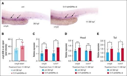 7,17-diHDPAn-3 promotes HSC formation. (A) WISH for cmyb, labeling definitive HSCs at 36 hpf, in controls and embryos treated with 7,17-diHDPAn-3 from 11 to 36 hpf (n = 9 embryos per group). Images were taken at original magnification ×10. (B) Quantification of WISH signal intensity using Fiji software showed a significant increase in cmyb expression in the treated group compared to controls (n = 5-7 embryos per group; unpaired Student t test). (C) RT-qPCR analysis showed relative expression of cmyb and runx1 in treated embryos vs controls from 11 to 36 hpf (n = 4 biological replicates per group; technical triplicates; 30 embryos per sample). (D) RT-qPCR of dissected heads revealed cmyb and runx1 expression after exposure from 11 to 36 hpf (n = 3 biological replicates; technical triplicates; 12 heads per sample). (E) RT-qPCR of dissected tails revealed cmyb and runx1 expression after exposure from 11 to 36 hpf (n = 3 biological replicates; technical triplicates; 12 tails per sample). Bar plots represent mean ± standard deviation (SD). Statistical comparisons between control and treated groups for each gene were performed using unpaired Student t tests. ∗P < .05; ∗∗P < .01; ∗∗∗P < .001. ctrl, control; ns, no significant difference.