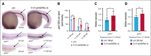 7,17-diHDPAn-3 increases erythroid progenitor production. (A) WISH for gata1, labeling erythroid progenitors at 18, 24, and 36 hpf, in embryos treated with 7,17-diHDPAn-3 from 11 hpf, vs controls (n = 9 embryos per group per time point). Images were taken at ×5 magnification (18-hpf embryos) and original magnification ×10 (24-hpf and 36-hpf embryos). (B) Quantification of WISH signal intensity using Fiji software showed a significant increase in gata1 expression in treated embryos at all time points compared to controls (n = 5-7 embryos per group; unpaired Student t test). (C-D) RT-qPCR analysis showed relative expression of gata1 in embryos treated from 11 to 18 hpf (C) and from 11 to 36 hpf (D) vs controls (n = 4 biological replicates per group; technical triplicates; 30 embryos per sample). Bar plots represent mean ± SD. Statistical comparisons between the control and treated groups for each gene were performed using unpaired Student t tests. ∗P < .05; ∗∗P < .01. ctrl, control.