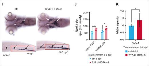7,17-diHDPAn-3 enhances primitive and definitive erythrocyte production. (A,D) WISH for hbbe1 in embryos treated with 7,17-diHDPAn-3 from 11 to 24 hpf and from 11 to 36 hpf, compared to controls (n = 9 embryos per group). Images were taken at original magnification ×5 (24 hpf, lateral whole embryos) and 10× magnification (24 hpf, lateral tails; 36 hpf, ventral yolk sacs; and 36 hpf, lateral tails). (B,E) Quantification of WISH signal intensity using Fiji software revealed increased hbbe1-positive cells in the ICM at 24 hpf (B) and ventral yolk sac at 36 hpf (E) in treated embryos (n = 4 embryos per group; unpaired Student t test). (C,F) RT-qPCR analysis demonstrated a 38.5% increase in hbae3 expression at 24 hpf (C) and a 21% increase in hbbe1 expression at 36 hpf (F) in treated groups vs controls (n = 3 biological replicates per group; technical triplicates; 30 embryos per sample). (G) FACS analysis of erythroid progenitor and mature erythroid cells in 36-hpf Tg(gata1:DsRed) embryos shows increased erythroid cell number after 7,17-diHDPAn-3 exposure (n = 3 biological replicates per conditions, with 75 embryos per sample). (H) Quantification of erythroid cell percentages normalized to total live single cells showed a ∼52% increase in the treated group (n = 3 biological replicates per group; unpaired Student t test). (I) WISH for hbbe1 after 5 to 6 dpf of exposure revealed increased signal in the ventral head and CHT with 9 embryos per group. Ventral images (top) showing an increase in staining in the heart and branchial region (white arrows); lateral trunk (bottom panel) showing both an increase and anterior expansion of staining, marked by the red box and black arrows. (J) Quantification of hbbe1 signal intensity in the ventral head and CHT showed significantly higher signal in treated embryos (n = 3; unpaired Student t test). (K) RT-qPCR at 6 dpf confirmed increased hbbe1 expression (n = 3 biological replicates per group; technical triplicates; 30 embryos per sample). Bar plots represent mean ± SD. Statistical comparisons between control and treated groups were performed using unpaired Student t tests. ∗P < .05; ∗∗∗P < .001. ctrl, control; ICM, intermediate cell mass.