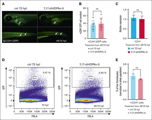7,17-diHDPAn-3 enhances erythropoiesis without affecting thrombocyte formation. (A) Fluorescent imaging of Tg(CD41:GFP) embryos treated with 7,17-diHDPAn-3 from 48 to 72 hpf showed no significant difference in the number of GFP-positive thrombocytes compared to controls (n = 7 embryos per group). Images were taken at 10× magnification. (B) Manual counting of CD41+ cells in treated vs control embryos confirmed no significant difference between the groups (n = 7 embryos per group; unpaired Student t test). (C) RT-qPCR analysis of cd41 expression after treatment from 48 to 72 hpf revealed no significant difference between treated and control groups (n = 3 biological replicates per group; technical triplicates; 30 embryos per sample). (D) FACS analysis of CD41+ cells (marking the thrombocytes) in embryos exposed to 7,17-diHDPAn-3 from 48 to 72 hpf showed no significant change in thrombocyte cell number (n = 3 biological replicates per group; 40 embryos per sample). (E) Quantification of high GFP-positive cells as a percentage of total live single cells confirmed no significant difference between the groups (n = 3 biological replicates per group; unpaired Student t test). Bar plots represent mean ± SD. Statistical comparisons were performed using unpaired Student t tests. ctrl, control; FSC-A, forward scatter A; ns, no significant difference.