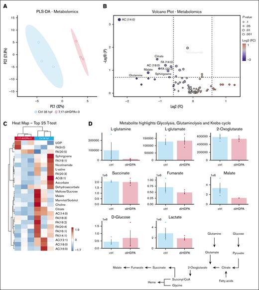 7,17-diHDPAn-3 slightly changes the metabolism of the erythroid progenitor. (A) Partial least square-discriminant analysis shows clustering between controls at 36 hpf and 7,17-diHDPAn-3 treatment. (B) Volcano plots indicate log2 fold change (x-axis) and –log10 of related P values, highlighting significant AC (14:0), nicotinamide, and citrate decreases in the 7,17-diHDPAn-3–treated group. (C) Heat map of the top 25 most significant metabolites (t test) reveals differences (primarily decreases) in carboxylic acid metabolism, free FAs, and ACs after 7,17-diHDPAn-3 treatment. (D) Highlights of metabolic differences between controls at 36 hpf and 7,17-diHDPAn-3 treatment in glycolysis, glutaminolysis, and the Krebs cycle. Global metabolomics analysis shows different metabolic patterns (primarily in carboxylic acid, free FA, and AC metabolism) between controls at 36 hpf and 7,17-diHDPAn-3 treatment. CoA, coenzyme A; ctrl, control; FC, fold change; PC1, principal component 1; PLS-DA, partial least square-discriminant analysis.