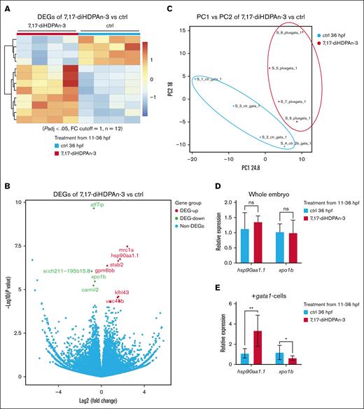 RNA-seq of erythroid gene expression after 7,17-diHDPAn-3 treatment. (A) Heat map showing the expression profiles of 12 differentially expressed genes (P adj < .05; |log2 fold change| ≥ 1) in FACS-sorted GATA1-positive erythroid cells from control and 7,17-diHDPAn-3–treated zebrafish embryos. RNA-seq was performed using 4 biological replicates per group, with 200 000 sorted cells per sample. (B) Volcano plot highlighting significantly upregulated (fh, klhl43, hsp90aa1.1, stab2, klhk41b, mrc1a, unc45b, and gpm6bb in red) and downregulated (xpo1b, carmil2, atf7ip, and si:ch211-195b15.8 in green) genes in treated samples vs controls. (C) Principal component analysis demonstrating clear segregation between control and treated erythroid cell populations: the control cell population (red ellipse) and the 7,17-diHDPAn-3 cell population (blue ellipse). Each dot represents 1 biological RNA-seq replicate (n = 4 per group). (D) RT-qPCR analysis of hsp90aa1.1 and xpo1b expression using RNA extracted from whole embryos (biological triplicates with technical triplicates; 30 embryos per sample). (E) RT-qPCR analysis using RNA from FACS-isolated erythroid cells (40 000-50 000 cells pooled from 40 Tg(gata1:DsRed) embryos per sample). RT-qPCR was performed using three biological replicates, each with technical triplicates. Data are presented as mean ± SD. Statistical significance was determined using unpaired 2-tailed Student t tests. ∗P < .05; ∗∗P < .001. ctrl, control; DEG, differentially expressed genes; FC, fold change; ns, no significant difference; PC1, principal component 1.