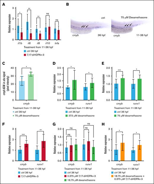 7,17-diHDPAn-3 modulates inflammatory signaling and promotes HSC formation. (A) RT-qPCR analysis of inflammatory cytokine genes (il1b, il6, il8, tnfa, and il10). (B) WISH analysis of cmyb expression at 36 hpf in zebrafish embryos treated with 75 μM dexamethasone (11-36 hpf), compared to controls. Representative images shown at 10× magnification (n = 9 embryos per group). (C) Quantification of cmyb WISH signal in the AGM using Fiji software confirms a significant increase in dexamethasone-treated embryos (n = 4 biological replicates). (D-E) RT-qPCR analysis of cmyb and runx1 expression across a dexamethasone dose-response series: 37.5 μM (D) and 75 μM (E). (F) RT-qPCR quantification of cmyb and runx1 expression after 7,17-diHDPAn-3 treatment. (G) RT-qPCR analysis of embryos treated with subthreshold concentrations of 18.75 μM dexamethasone or 0.375 μM 7,17-diHDPAn-3 individually shows no significant increase in cmyb or runx1 expression. (H) Combined treatment with 18.75 μM dexamethasone and 0.375 μM 7,17-diHDPAn-3 increases cmyb and runx1 expression, indicating a potential cooperative effect. RT-qPCR was performed using 3 biological replicates with technical triplicates; 30 embryos per biological replicate. Data are presented as mean ± SD. Statistical analysis was performed using an unpaired Student t test. ∗P < .05; ∗∗P < .01; ∗∗∗P < .001. ctrl, control; ns, no significant difference.