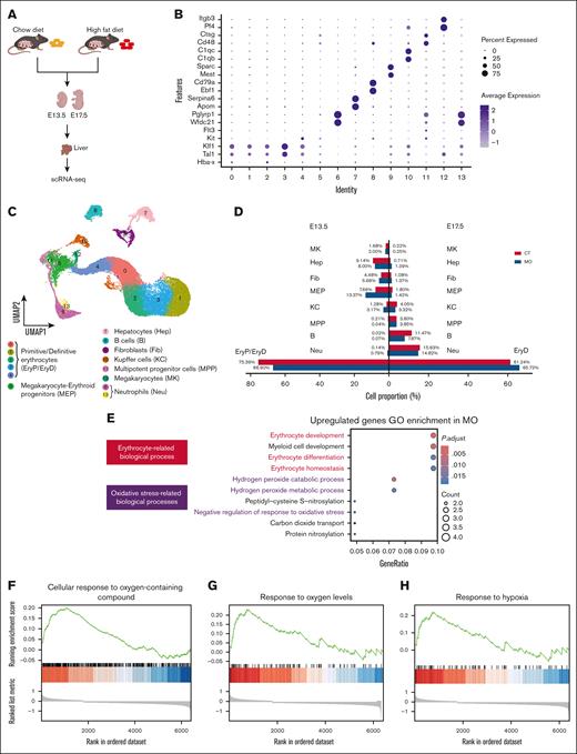 MO induces hypoxia stress and promotes erythropoiesis in E13.5 and E17.5 embryonic liver. (A) Experimental workflow for scRNA-seq of the E13.5 and E17.5 fetal livers from CT and MO groups. (B) Dot plot showing specific cell marker genes for each cluster. (C) UMAP projection displayed major hepatic and hematopoietic cell types. (D) Bar plot comparing cell type proportions between CT and MO groups. (E) GO enrichment analysis of upregulated genes in MO group, highlighting erythroid development and oxidative stress-related processes. (F-H) GSEA shows positive enrichment of oxygen-related response pathways in MO fetal liver cells. The scRNA-seq was performed using pooled embryos (n = 3 pregnancies per group; 3 embryos per pregnancy) for both E13.5 and E17.5 time points. UMAP, uniform manifold approximation and projection.