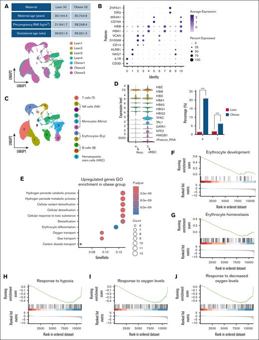 MO alters erythroid output and oxygen-sensing signaling in human UCB. (A) Overview of maternal characteristics. (B) Dot plot shows specific marker genes for each cluster. (C) UMAP plot colored by individual donor identity (top) and cell type annotations (bottom). (D) Violin plots of characteristic gene expression in clusters 4 and 7 (left) and bar plots of their proportions across conditions (right). (E) GO enrichment analysis of upregulated genes in the obese group. (F-G) GSEA plots showing positive enrichment of erythroid development and homeostasis pathways in the obese group. (H-J) GSEA plots showing negative enrichment of hypoxia and oxygen response pathways in the obese group. The scRNA-seq was performed on UCB samples from 3 obese and 4 lean human pregnancies. UMAP, uniform manifold approximation and projection.