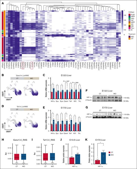 MO activates the HIF-1α-EPO signaling pathway and enhances erythroid regulatory networks. (A) Binarized regulon activity heat map of the top 50 transcription factors in E13.5 and E17.5 fetal liver, colored by cell type and treatment group. (B, D, H-I) UMAP visualization of Gata1 (B) and Tal1 (D) regulon activities in erythroid cells. Quantification of Gata1 (H) and Tal1 (I) regulon activities (AUC scores) in CT and MO groups. (C and E) RT-qPCR analysis shows upregulation of the mRNA levels of Hif1a, Epo, Epor, Gata1, Tal1, Klf1 and Trfc in E13.5 (C) and E17.5 (E) fetal livers. (F, G, J, K) Western blot bands showing HIF-1α protein levels in E13.5 (F) and E17.5 (G) fetal livers. Quantification of HIF-1α expression relative to β-tubulin in E13.5 (J) and E17.5 (K) fetal livers. The scRNA-seq analyses were based on pooled embryos from 3 pregnancies per group (3 embryos per pregnancy). RT-qPCR and western blot analyses were conducted using embryos from 4 to 6 pregnancies per group. Data are presented as mean ± SEM; each dot represents an individual embryo. Statistical significance was determined by unpaired 2-tailed t test. ∗P < .05; ∗∗P < .01. UMAP, uniform manifold approximation and projection.