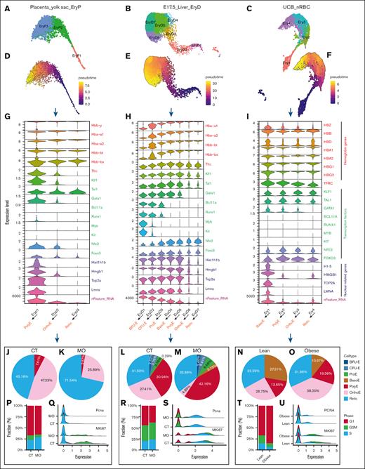 MO accelerates erythroid differentiation in mice and human UCB. (A-C) UMAP plots of erythroid cells from the placenta and yolk sac (A), fetal liver (B), and human UCB (C), colored by identified erythroid subclusters. (D-F) Pseudotime trajectory analysis of erythroid cells from the mice and human UCB. (G-I) Violin plots shows the expression patterns of hemoglobin genes, erythroid transcription factors, nuclear-related genes, and total gene counts (nFeature_RNA) across erythroid subclusters. (J-O) Pie charts showing shifts in erythroid subpopulation distributions between the CT and MO (or lean and obese) groups. (P,R,T) Bar plots of G1/S/G2M phase proportions. (Q,S,U) Ridge plots of Pcna/PCNA and Mki67/MKI67 expression levels. The scRNA-seq analyses were based on 3 pregnancies per group for mouse tissues (3 embryos per pregnancy) and 4 lean vs 3 obese samples for human UCB. BFU-E, burst-forming unit–erythroid; CFU-E, colony-forming unit–erythroid; ProE, proerythroblast; BasoE, basophilic erythroblast; PolyE, polychromatic erythroblast; OrthoE, orthochromatic erythroblast; Retic, reticulocyte.