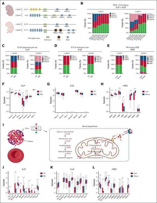 MO disrupts hemoglobin switching and heme biosynthesis in fetal erythroid cells. (A) Schematic overview of α- and β-globin gene clusters and their developmental expression patterns in mice and humans. (B) Hemoglobin switching dynamics from embryonic to adult forms in mouse embryos (E9.5-E17.5). (C-E) Bar plots show α- and β-globin composition in mouse placenta with yolk sac (EryPs), embryonic liver (EryDs), and human UCB erythroid cells (nRBCs). (F-H) Expression levels of globin genes in EryPs, EryDs, and nRBCs. (I) Schematic diagram illustrating iron transport and mitochondrial heme biosynthesis pathways. (J-L) Expression of key genes involved in iron transportation (TFRC/Tfrc, SLC11A2/Slc11a2, and SLC25A37/Slc25a37) and heme biosynthesis (ALAS2/Alas2, HMBS/Hmbs, UROS/Uros, UROD/Urod, CPOX/Cpox, PPOX/Ppox, and FECH/Fech) in EryPs, EryDs, and nRBCs. The scRNA-seq analyses were based on 3 pregnancies per group for mouse tissues (3 embryos per pregnancy) and 4 lean vs 3 obese samples for human UCB. Statistical significance was determined using the Wilcoxon rank-sum test. ∗P < .05; ∗∗P < .01; ∗∗∗P < .001.